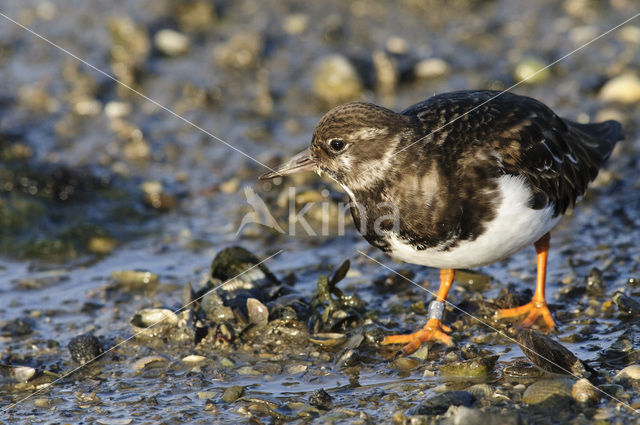 Steenloper (Arenaria interpres)