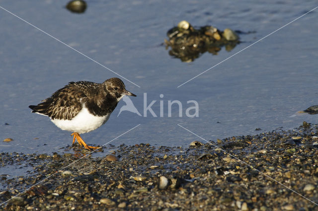 Steenloper (Arenaria interpres)