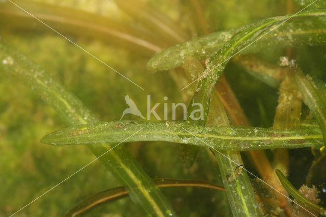 Blunt-leaved Pondweed (Potamogeton obtusifolius)