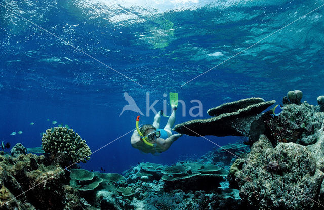 Tafelkoraal (Acropora divaricata)