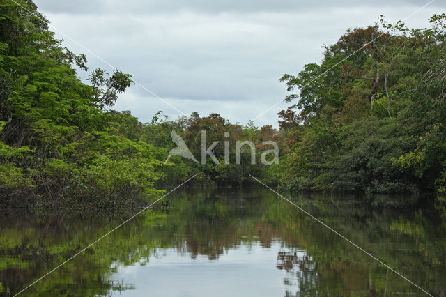 Tamshiyacu Tahuayo Reserve