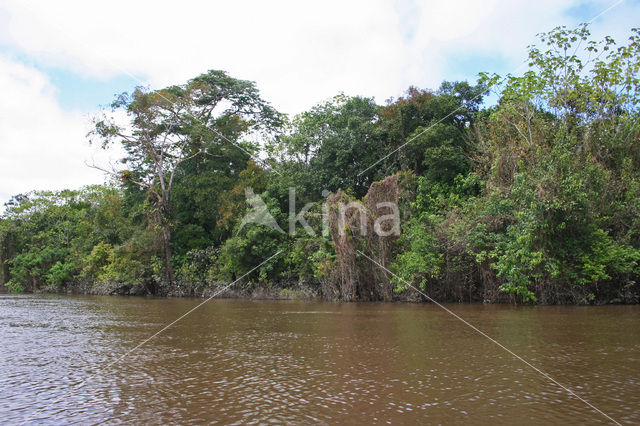 Tamshiyacu Tahuayo Reserve