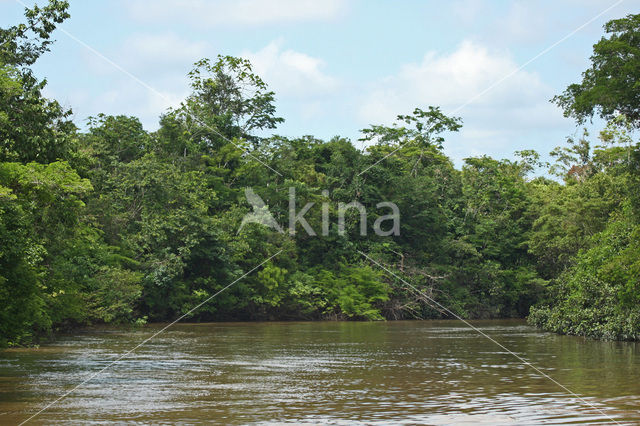 Tamshiyacu Tahuayo Reserve