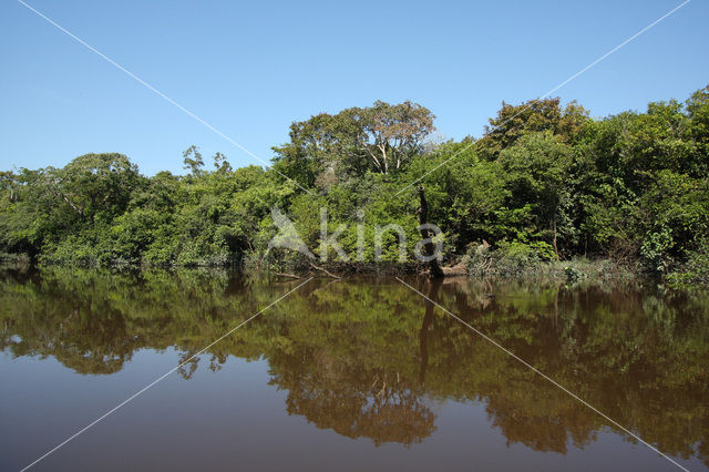 Tamshiyacu Tahuayo Reserve