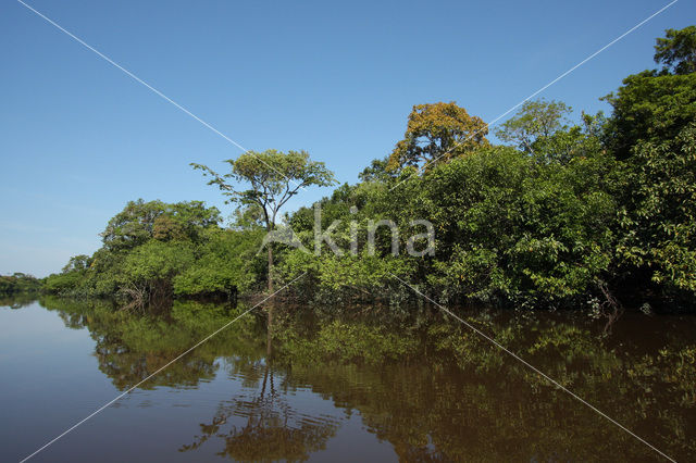 Tamshiyacu Tahuayo Reserve