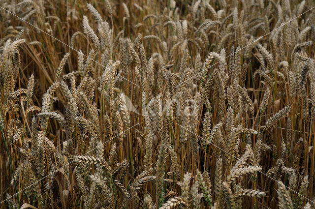 Wheat (Triticum spec.)