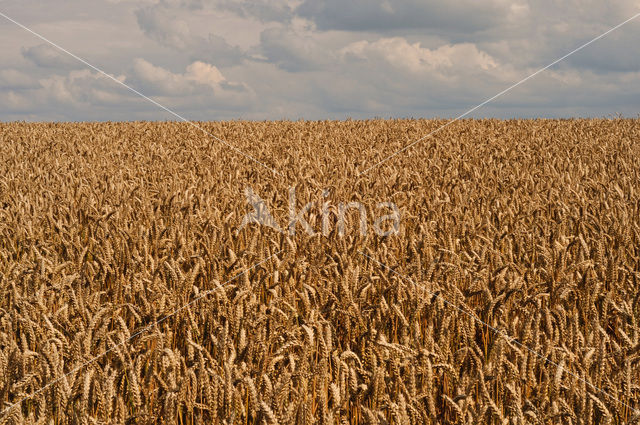 Wheat (Triticum spec.)