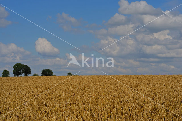 Wheat (Triticum spec.)