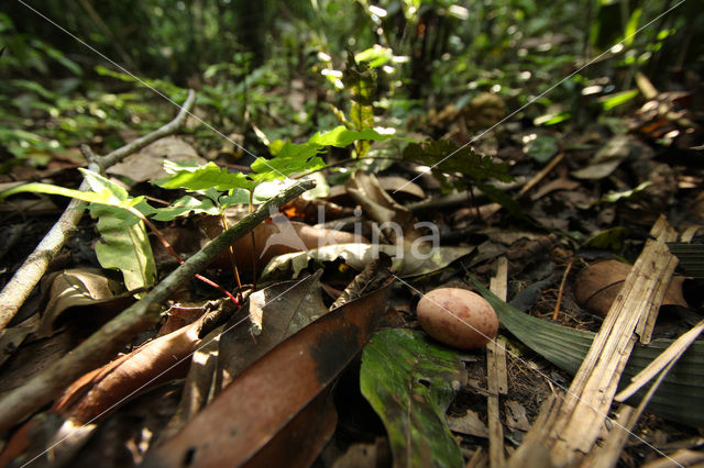 Trapstaartnachtzwaluw (Hydropsalis climacocerca)