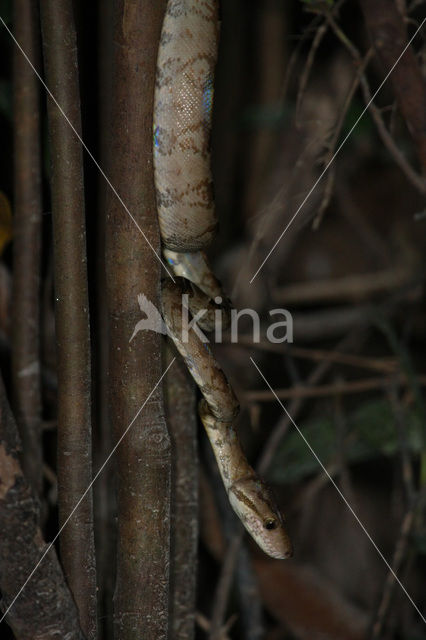 Amazon tree boa (Corallus hortulanus)