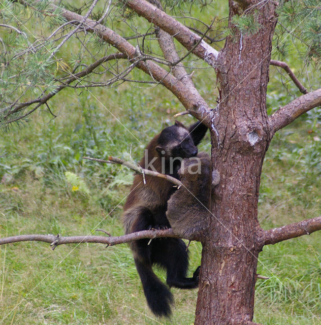 Wolverine (Gulo gulo)