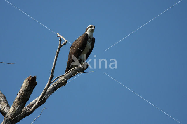 Visarend (Pandion haliaetus)