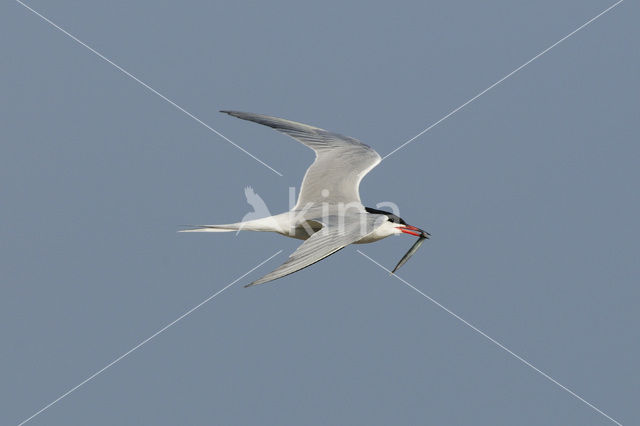 Common Tern (Sterna hirundo)