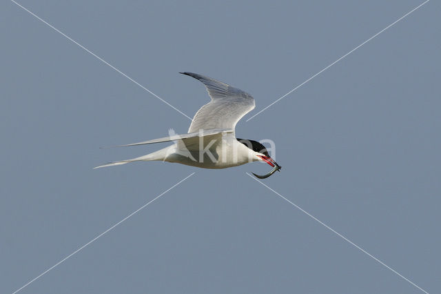 Common Tern (Sterna hirundo)