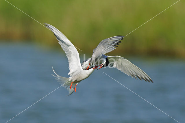 Common Tern (Sterna hirundo)