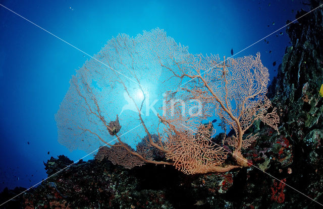 Sea Fan