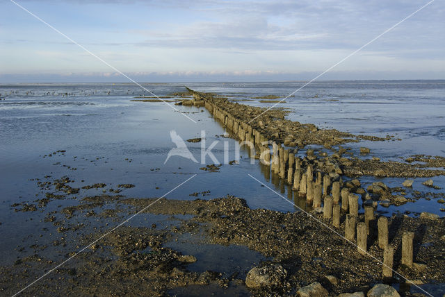 Waddensea