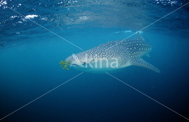 Whale shark (Rhincodon typus)