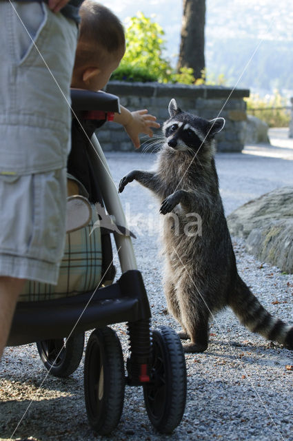 Wasbeer (Procyon lotor)