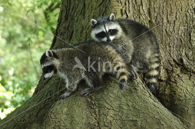 northern raccoon (Procyon lotor)