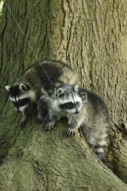 northern raccoon (Procyon lotor)