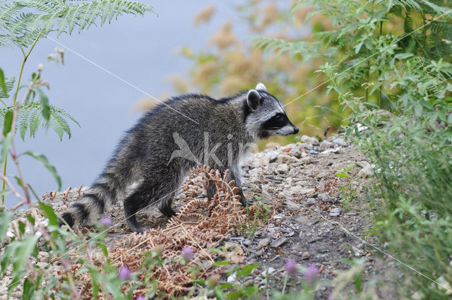 northern raccoon (Procyon lotor)