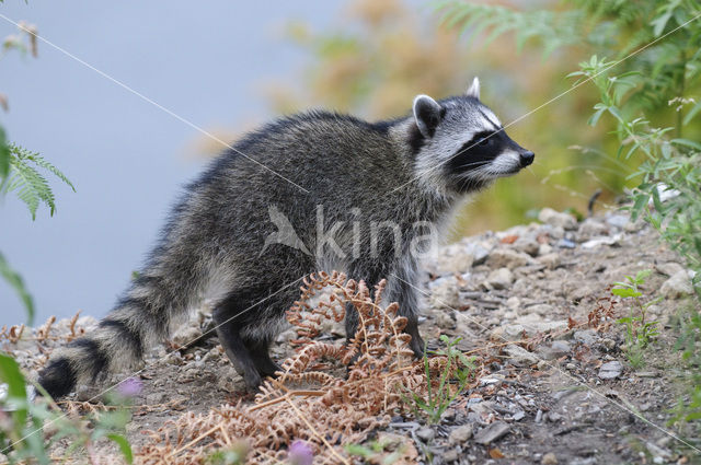 northern raccoon (Procyon lotor)