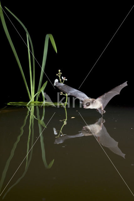 Daubenton’s Bat (Myotis daubentonii)