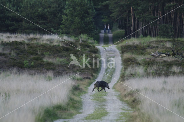 Wild Boar (Sus scrofa)