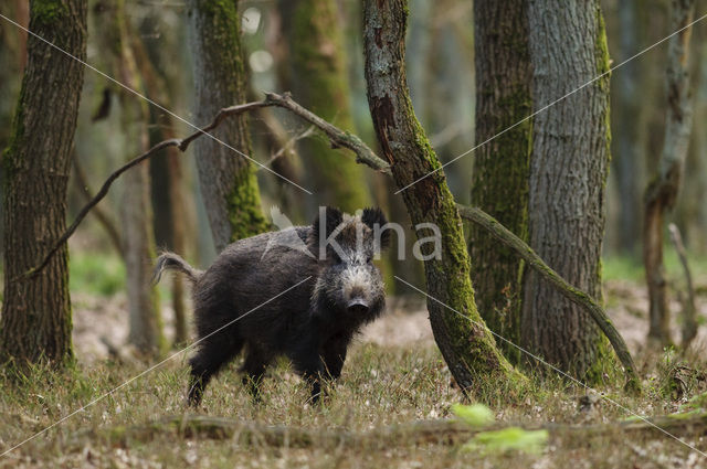 Wild zwijn