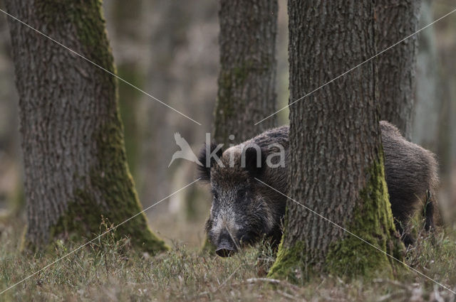 Wild zwijn