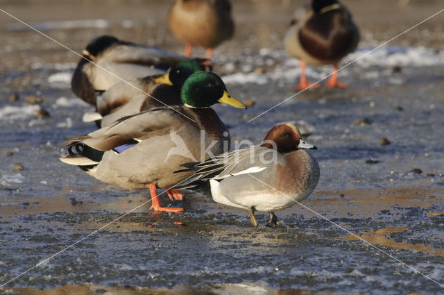 Wilde Eend (Anas platyrhynchos)