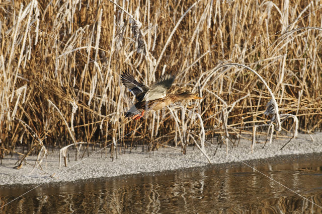 Wilde Eend (Anas platyrhynchos)