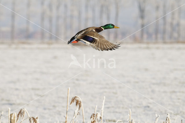 Mallard