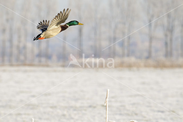 Mallard