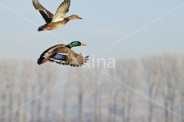 Mallard