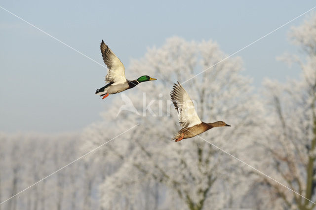 Wilde Eend (Anas platyrhynchos)