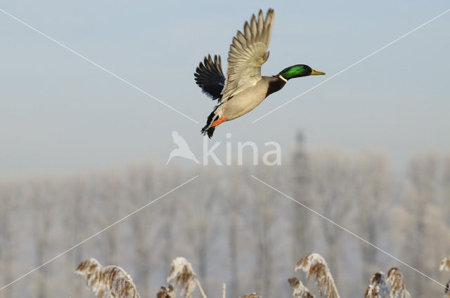 Mallard