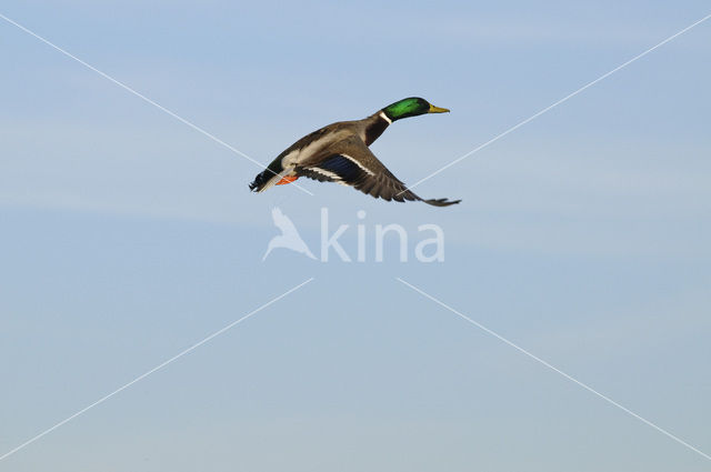 Wilde Eend (Anas platyrhynchos)