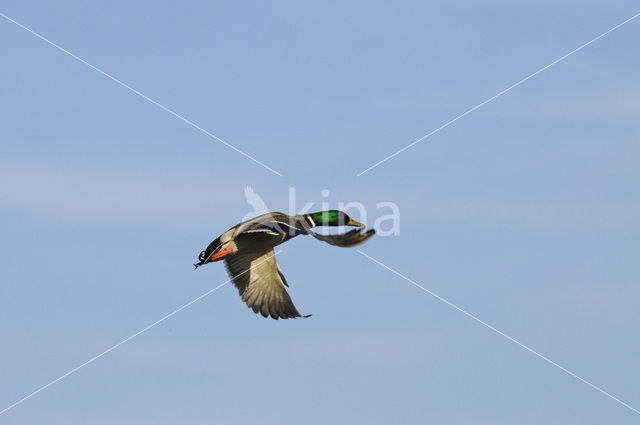 Wilde Eend (Anas platyrhynchos)
