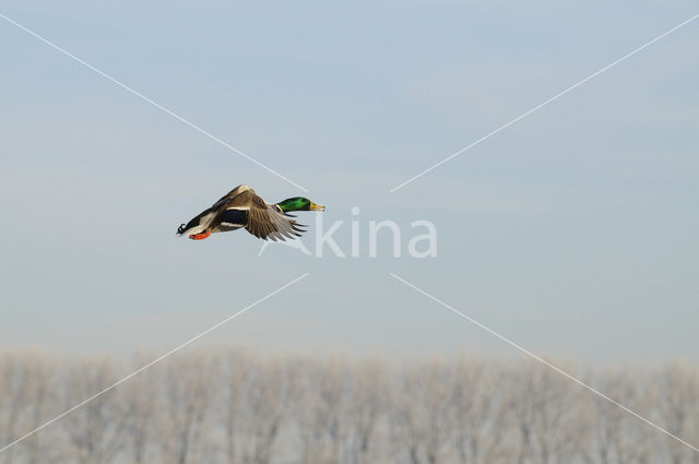 Wilde Eend (Anas platyrhynchos)