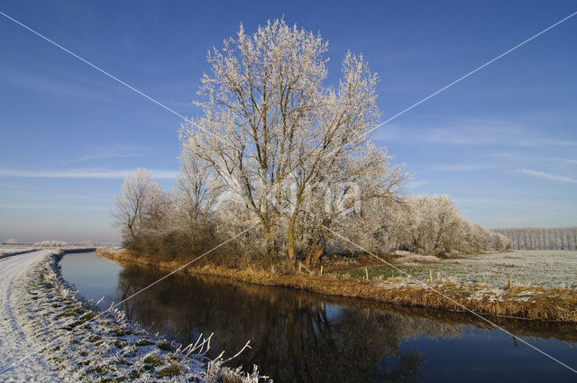 Willow (Salix)