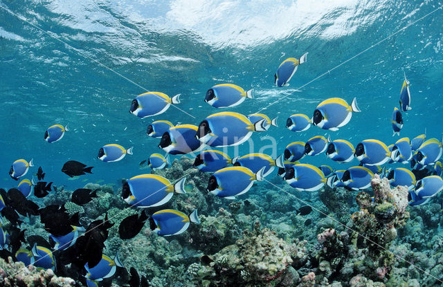 Witborst doktersvis (Acanthurus leucosternon)