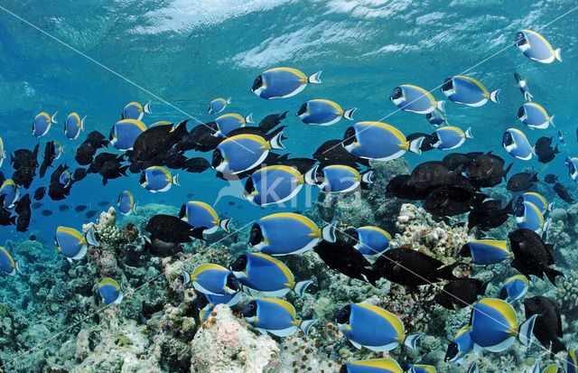 Witborst doktersvis (Acanthurus leucosternon)