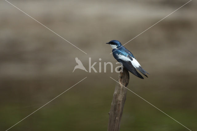White-winged Swallow (Tachycineta albiventer)