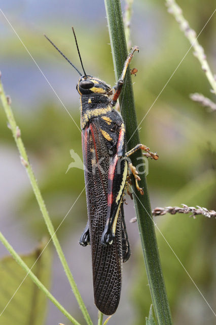 Schistocerca gregaria