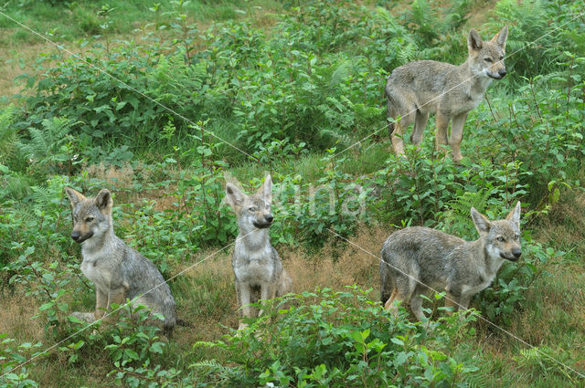 Wolf (Canis lupus)