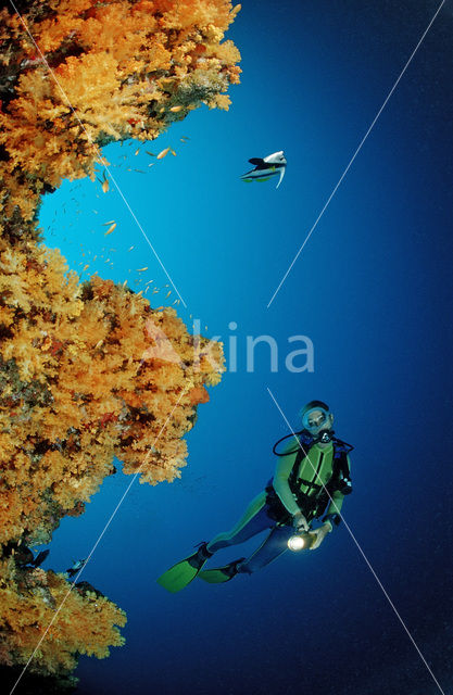 Zacht koraal (Alcyonaria spec.)