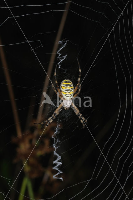 wasp spider (Argiope bruennichi)