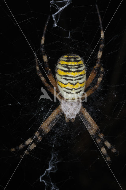 wasp spider (Argiope bruennichi)